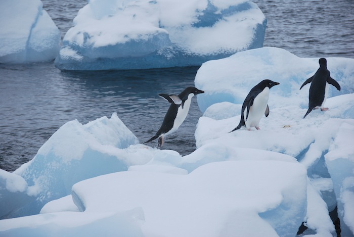 Adelie Penguins jumping from ice block to ice block on King George Isle. 