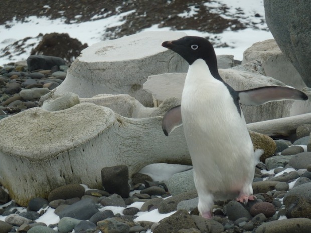 Adelie Penguin and whale bones.