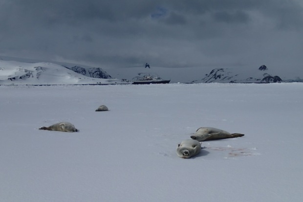 Weddel Seals and the Sea Adventurer.