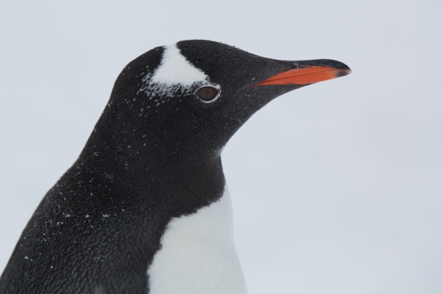 Gentoo Penguin in Antarctica.