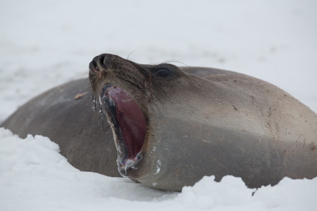 Weddell yawn in Antarctica.