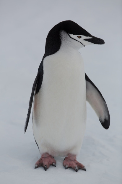 Chinstrap Penguin in Antarctica.