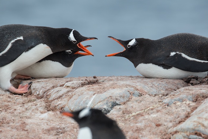 Lazy fighting Gentoo Penguins. Antarctica.