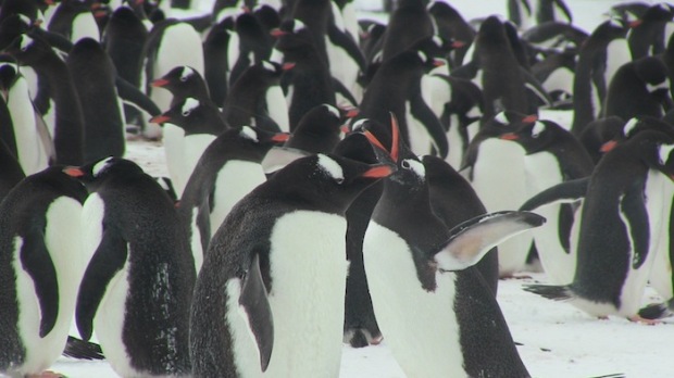 Gentoo Penguins patrying.