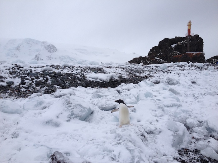 Adelie Penguin and lighthouse on King George Isle, Antarctica.