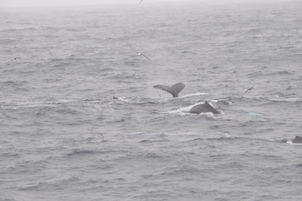 Humpback Whales in the Drake Passage. photo: Juha Virolainen