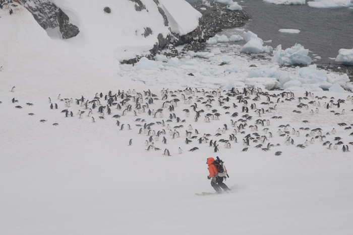Slow for penguins! Not a normal thing to say in skiing, unless you're in Antarctica. photo: Juha Virolainen