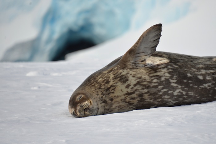 Weddell Seal. photo: Mike Libecki