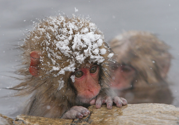 Japanese Macaques are the most northerly primates on Earth besides humans.