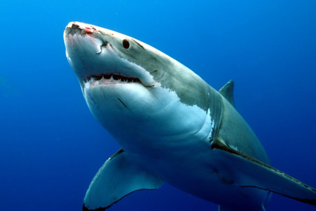 The Great White Shark.