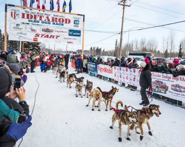Dallas Seavey gets ready to start the Iditarod Trail Sled Dog Race, Monday, March 9, 2015, in Fairbanks, Alaska.  photo:  larry holmes/ap