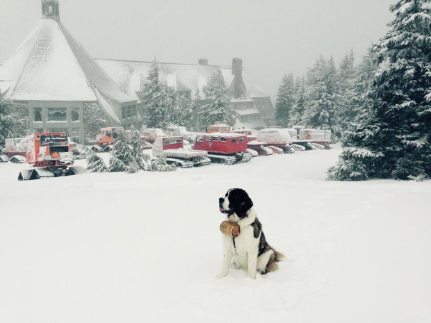 9" of new snow at Timberline Lodge, OR on April 25th.  
