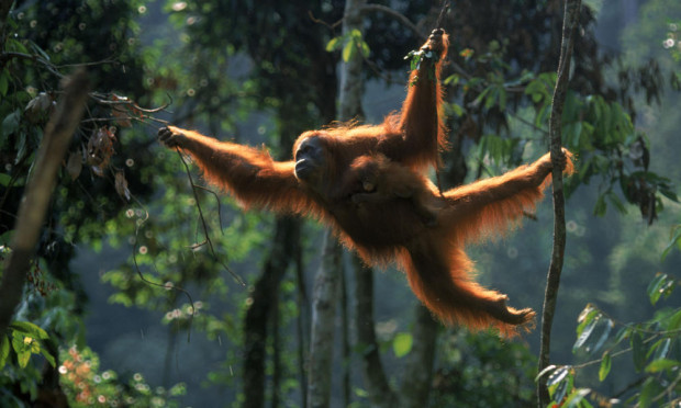 The Sumatran Orangutan is also at risk. (www.worldwildlife.org) 
