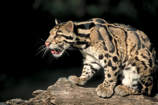  http://moutonco.org/blog/formosan-leopard-extinct