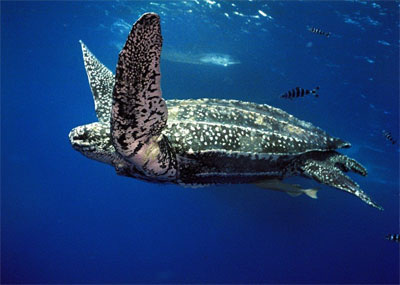 The Leatherback Sea Turtle is one of many endangered species. http://www.itsnature.org/sea/other/leatherback-turtle/
