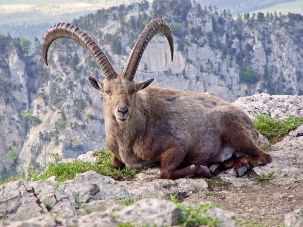 The Pyrenean Ibex went extinct in 2000. (https://urbantimes.co/2013/09/the-6th-extinction-crisis-is-here/