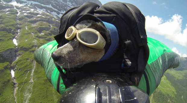 Dean Potter wingsuit flying with his dog, Whisper.