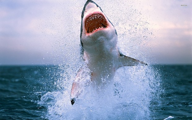 The great white shark (Carcharodon carcharias)
