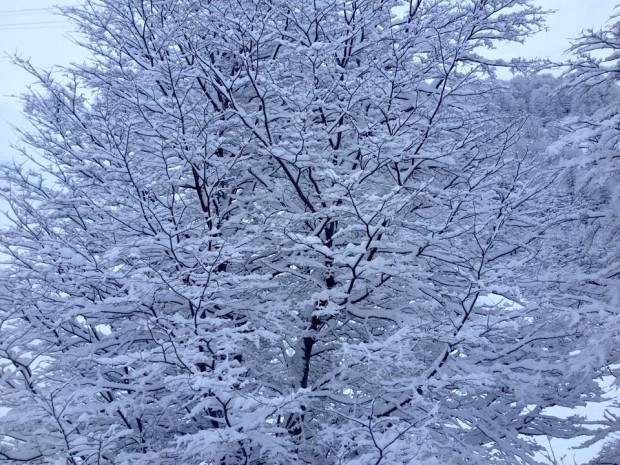 Morning snow trees today.