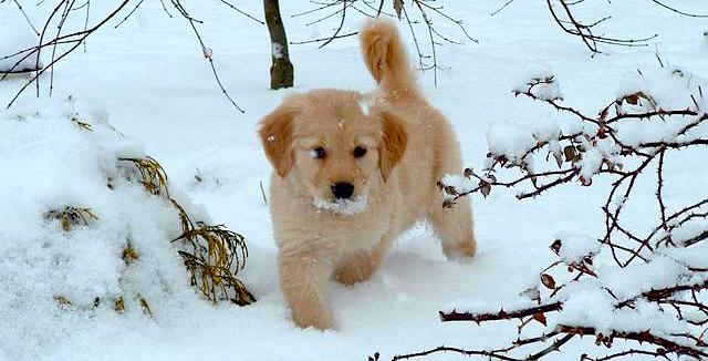 Puppies in snow are good.