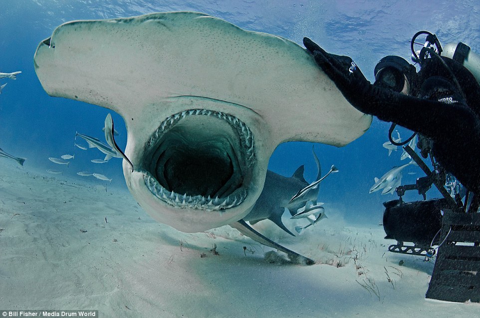 Hammerhead Sharks can get big.