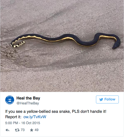 The sea snake found in Oxnard, CA last week.