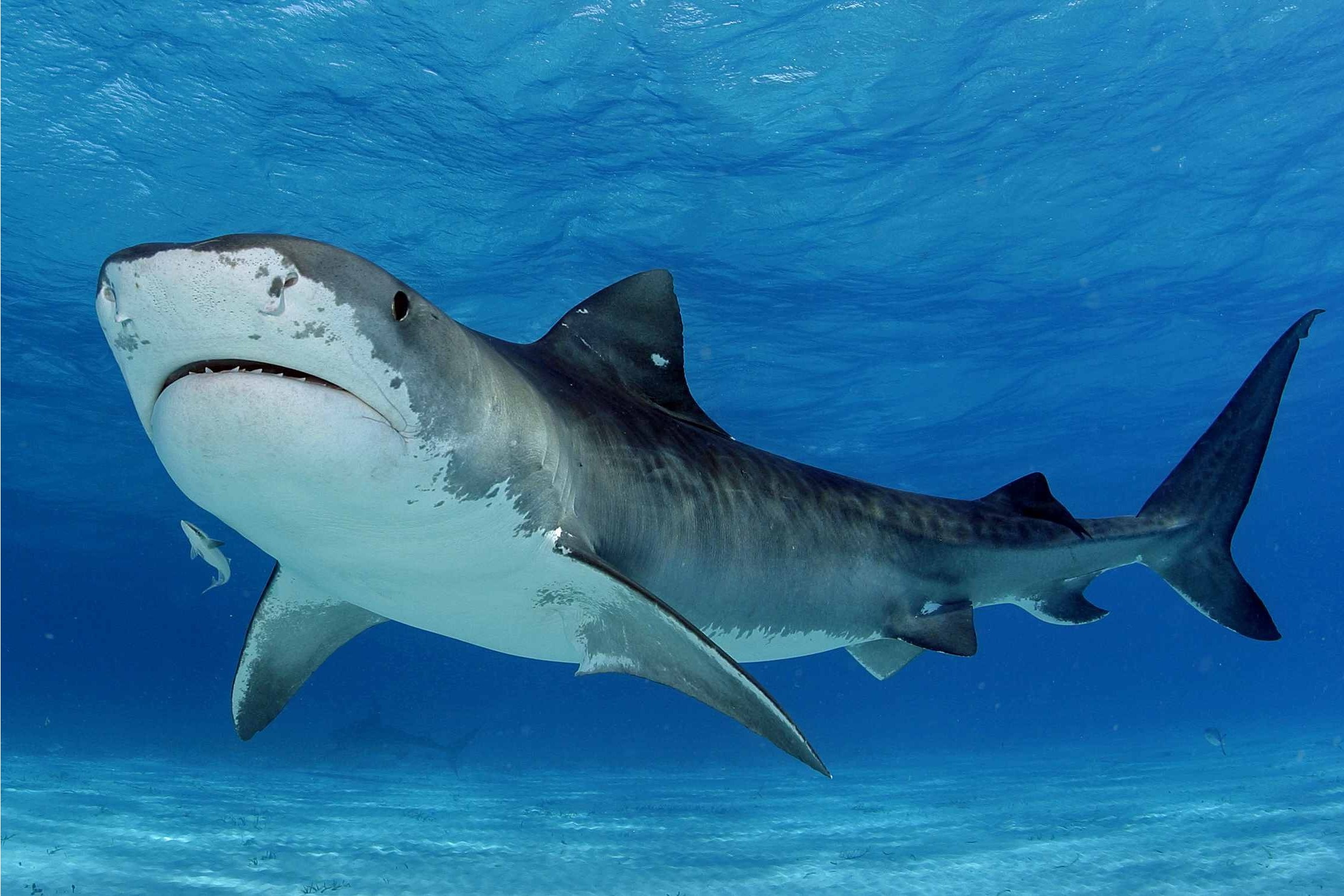 A Tiger Shark is suspected in today's shark attack