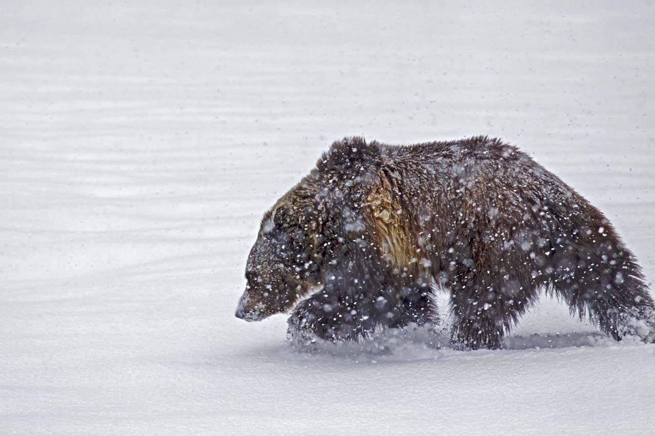 Stock image of Porky the Yellowstone Grizzly Bear moving throgh the snow during spring snow in Yellowstone National Park. 