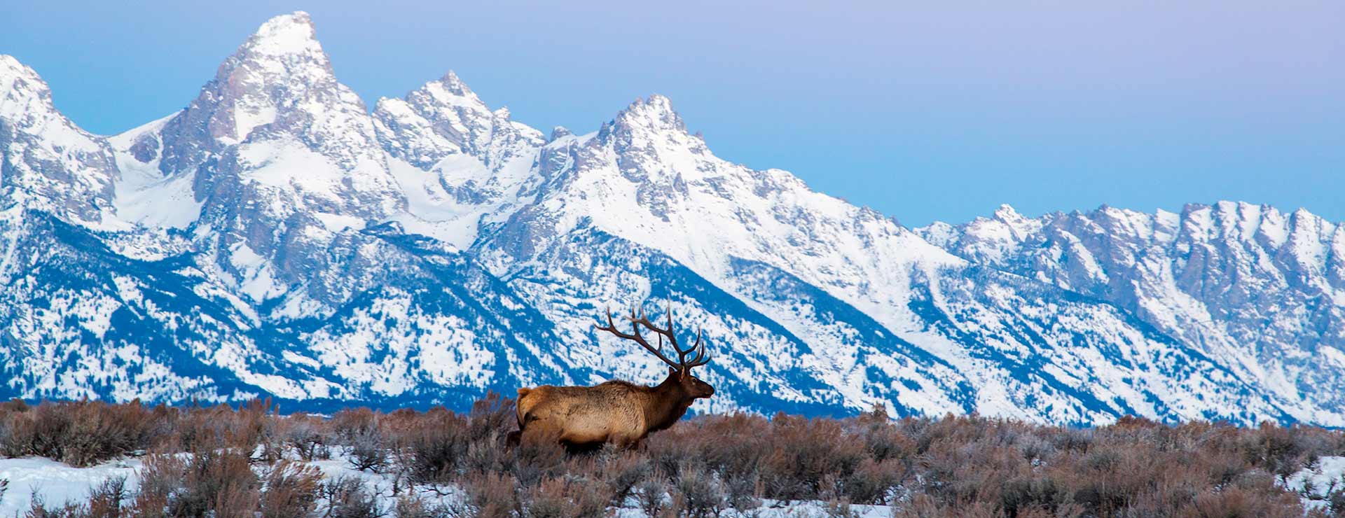 Elk and the Grand Teton mountains. photo: jackson hole