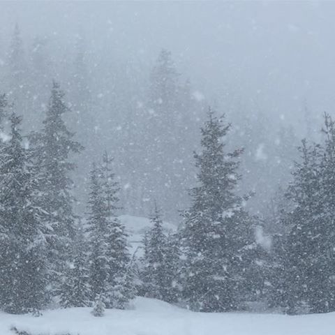 "It's turning into a powfest again! 5" new! 27F - half day ticket today was a great call!" - White Pass ski resort today