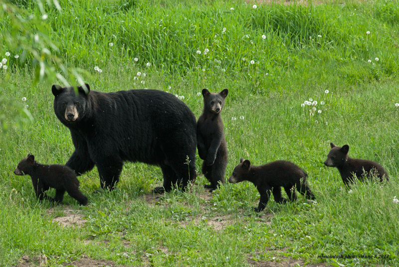 Black bear and cubs.