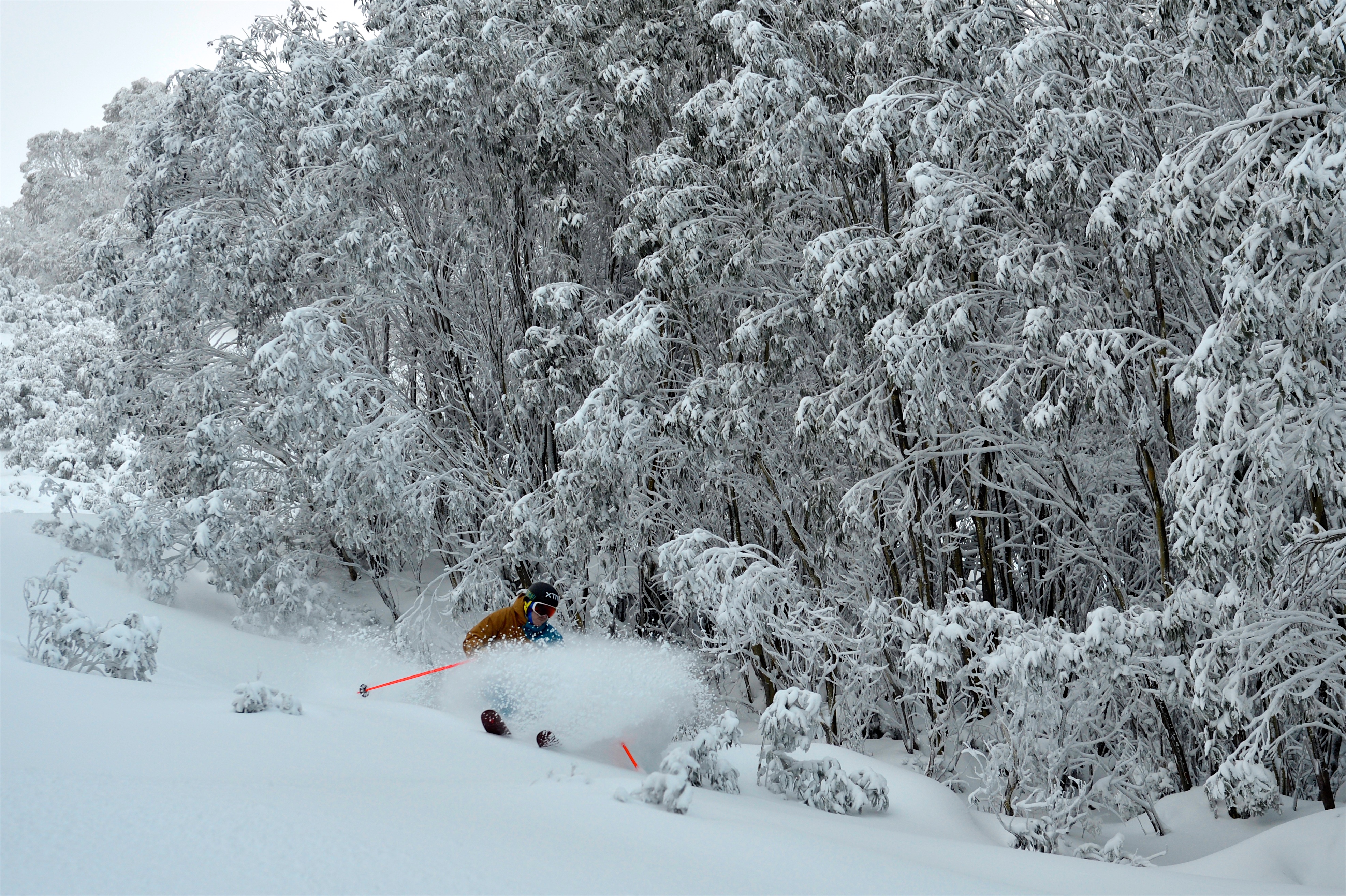 Here's Sam Perry (Insty @samskis1) in 10 inches (24cm) of powder at Falls Creek (@fallsaustralia) today. Pic by Chris Hocking (FB Hocking Images) Insty @hockster111