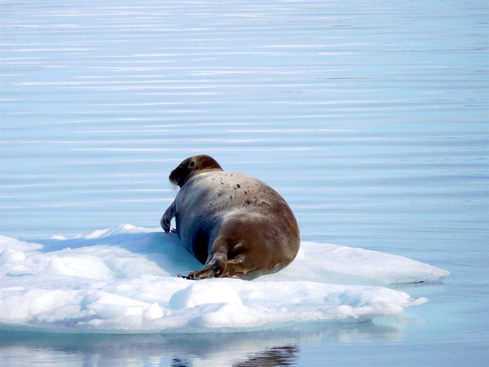 Seal! photo: snowbrains
