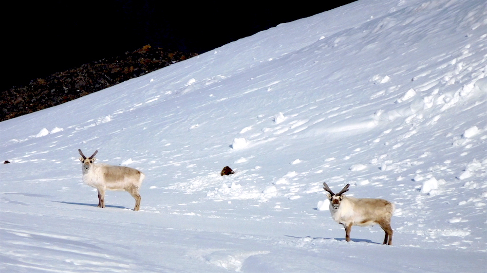 Reindeers! photo: snowbrains