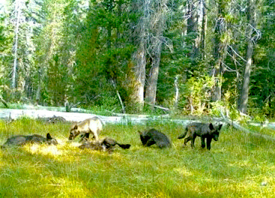 Grey wolve in CA this summer. photo: California Department of Fish and Wildlife