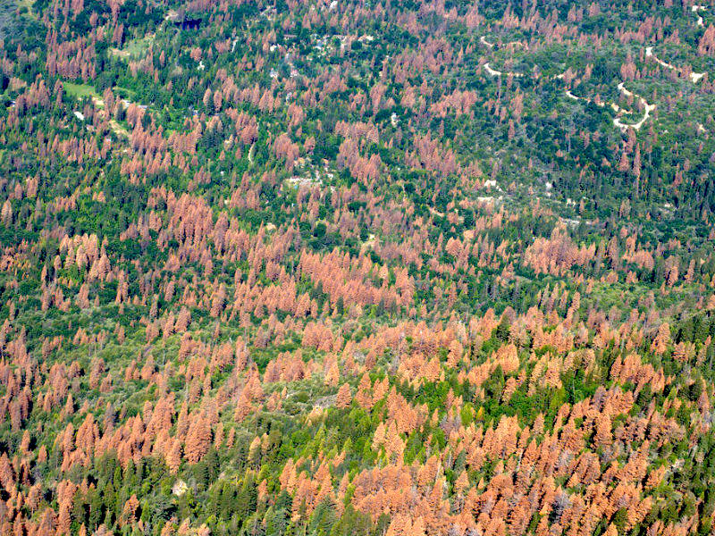 Dead trees in the Sierra Nevada, CA.