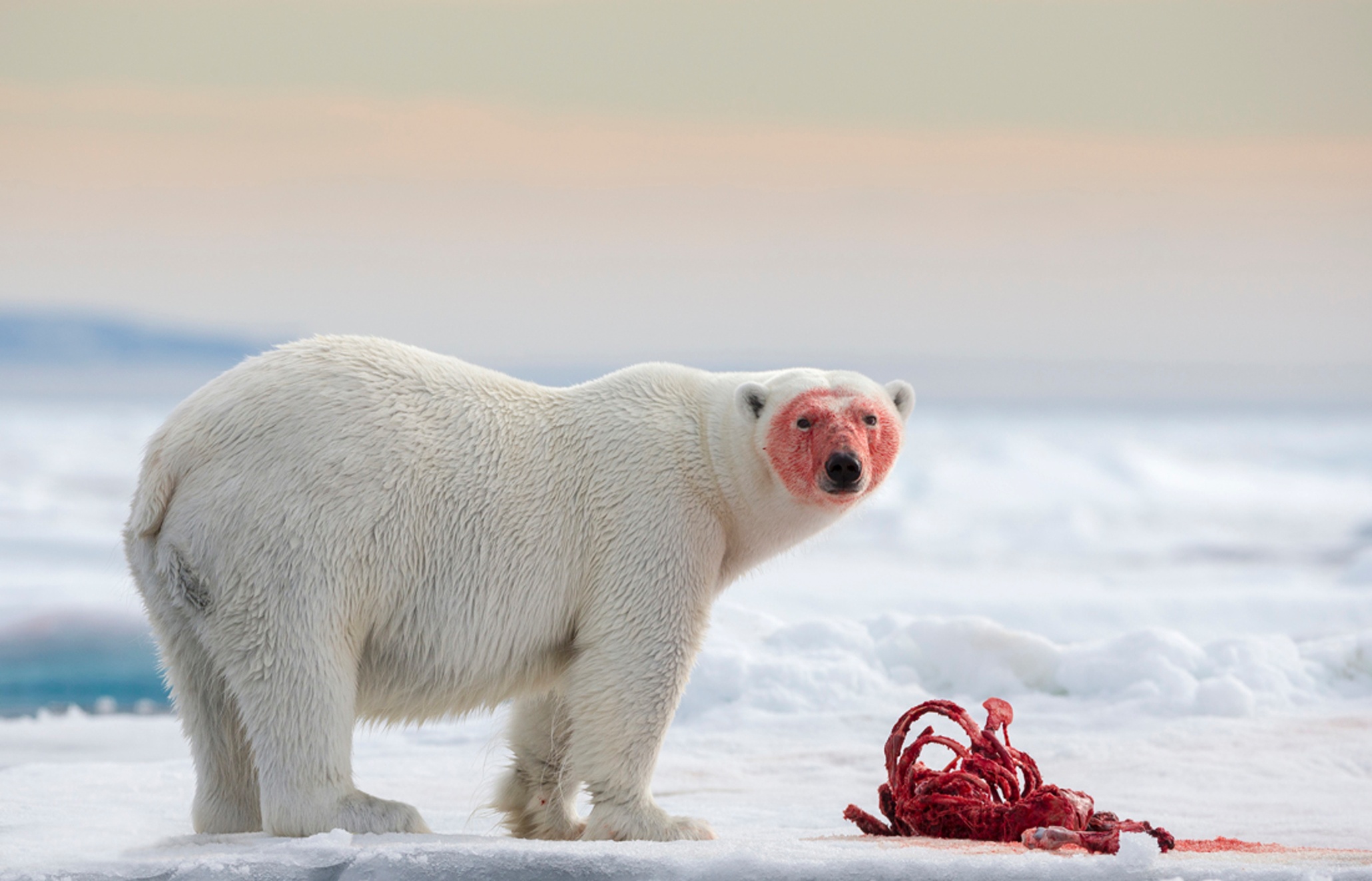 Polar Bears eat stuff. Stock image of a Polar Bear in Svalbard.