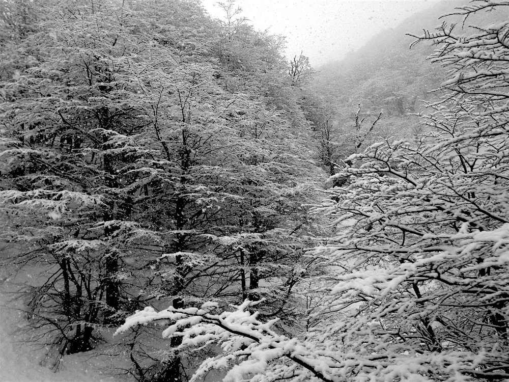 Snow covered Lenga trees today.  photo:  snowbrains