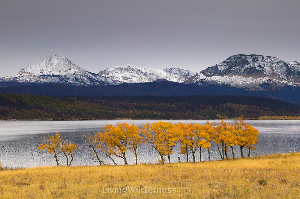 The first snow of the winter caps the mountains surrounding St. Mary Lake as the cottonwood trees still show their golden fall color. St. Mary Lake is the second-largest lake in Glacier National Park, Montana.