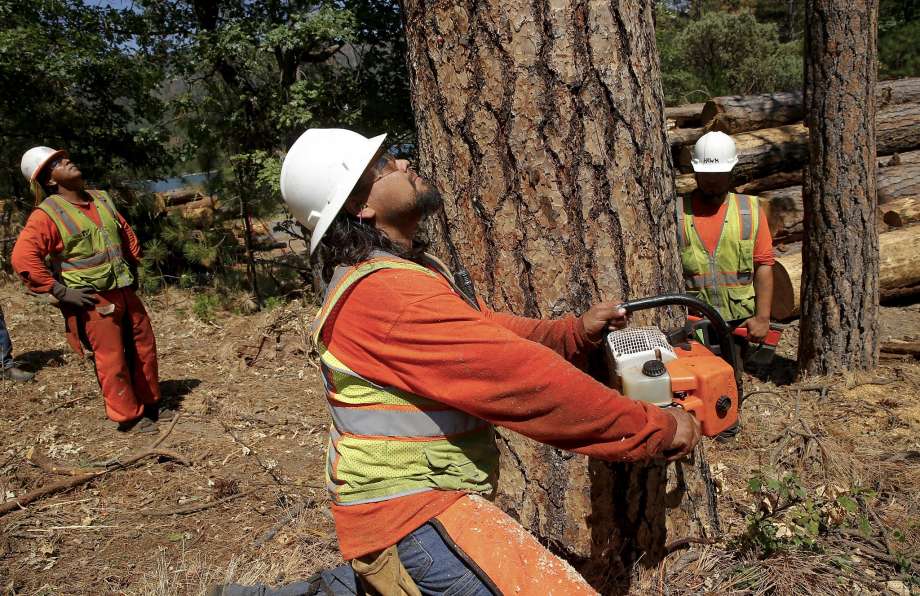 Logging Dead Trees in California Credit: sfchronicle.com