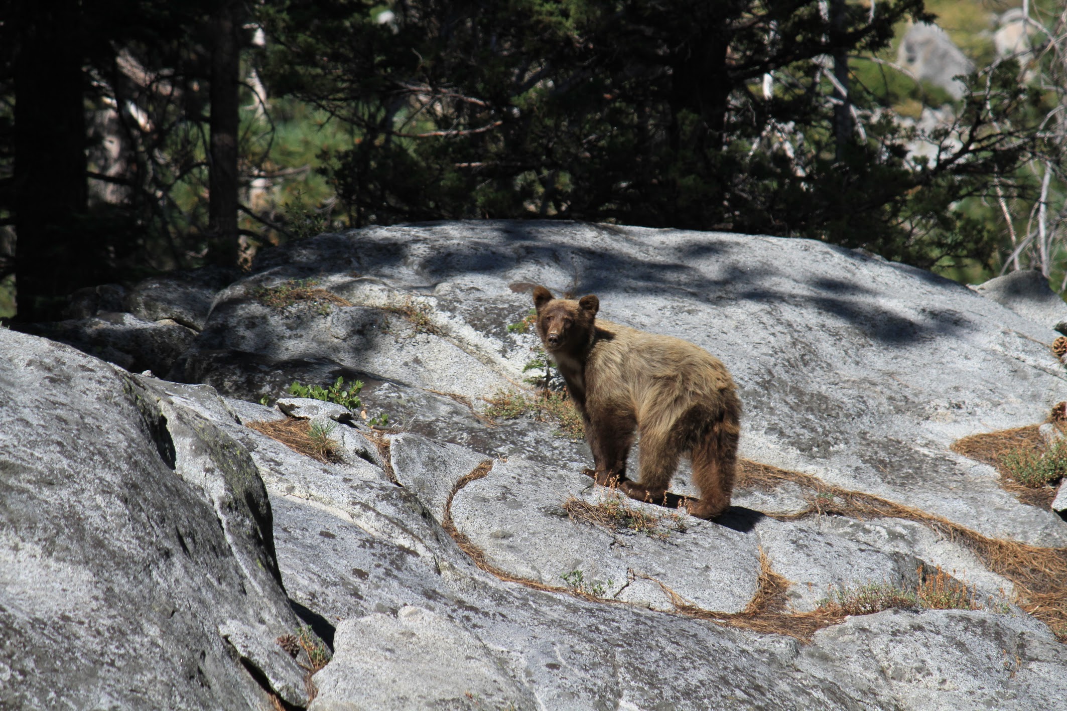 Black bear, Yosemite. Photo Credit: Andrei Morozov