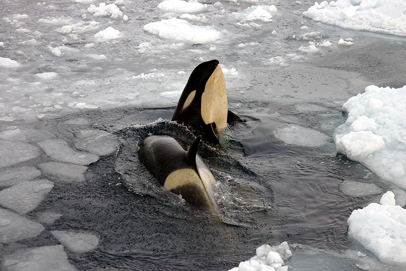 The Ross Sea contains 50% of the world's Type-C Orcas, a subspecies of killer whale. 