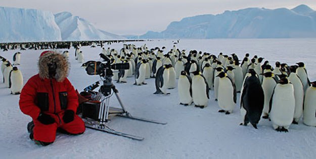 Planet Earth 2: Up close with Penguins Credit: BBC