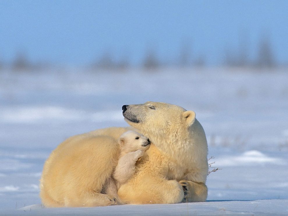 polar-bear2