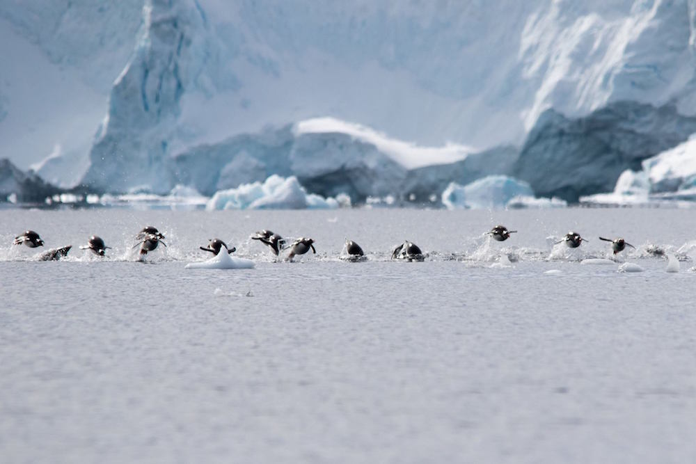 Flying penguins. image: Jeet Kalsi