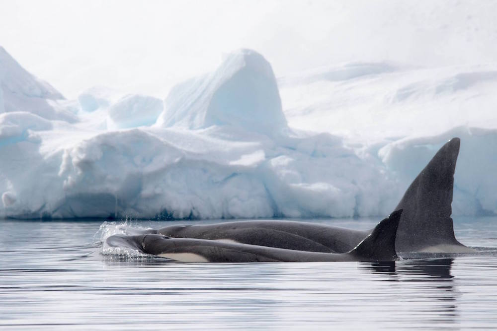 Orcas. image: Jeet Kalsi