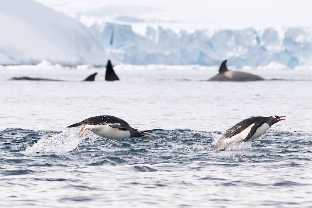 Penguins and Orcas. image: Jeet Kalsi