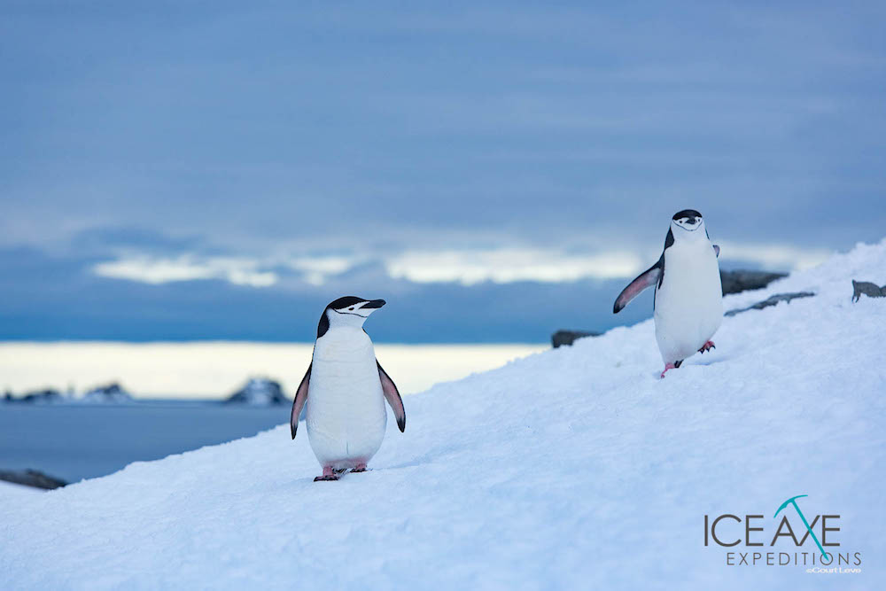 Chinstrap penguins. image: Court Leve/Ice Axe Expeditions 