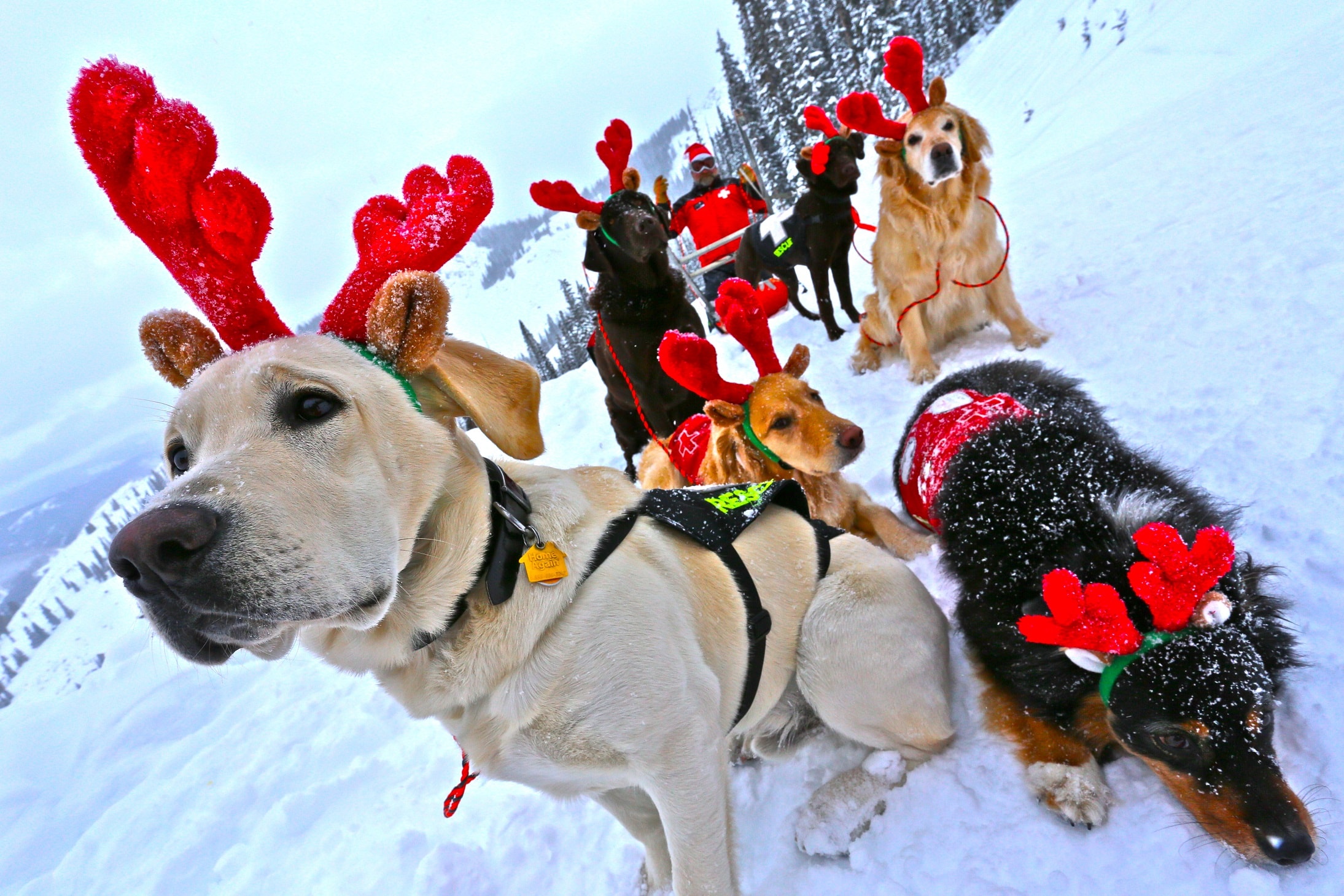 crested-butte-xmas-dogs-min