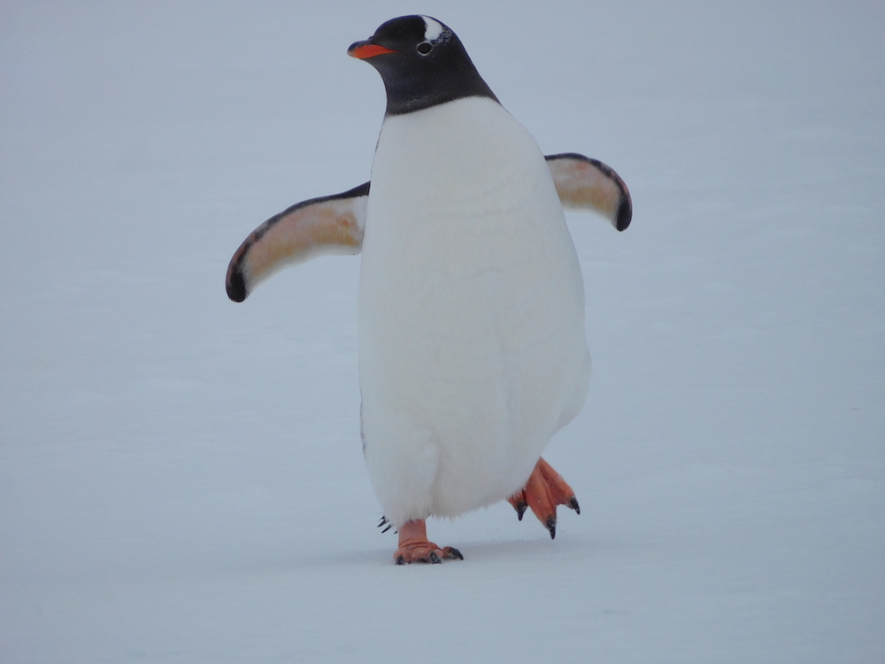 Gentoo penguins are cute. image: miles clark